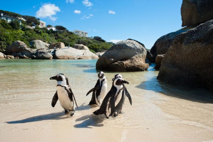 cape point & penguin explorer tour
