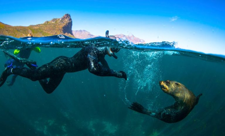 Cape Town V&A Waterfront Seal Snorkelling Experience